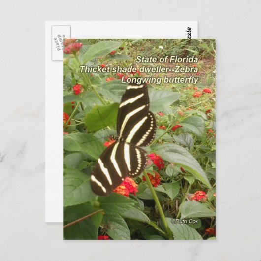 Florida Zebra Longwing Butterfly Briefkaart (Voorkant / Achterkant)