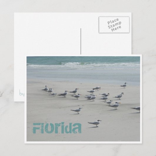 Florida Zee Birds Briefkaart (Voorkant / Achterkant)
