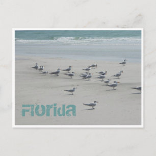 Florida Zee Birds Briefkaart