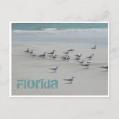 Florida Zee Birds Briefkaart (Voorkant)