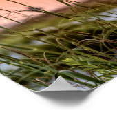 Florida Zee Oats Sunrise Poster (Hoek)