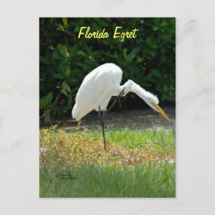 florida-zilverreiger-Briefkaart Briefkaart
