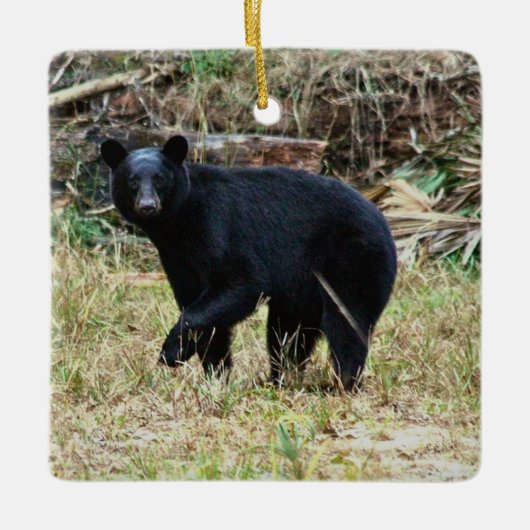 Florida Zwarte Beer Keramisch Ornament (Voorkant)