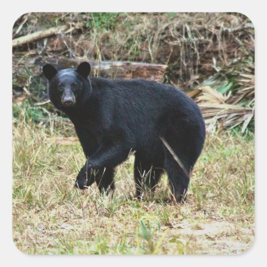 Florida Zwarte Beer Vierkante Sticker (Voorkant)