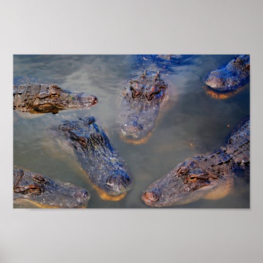 Florida-zwembad — design-001 poster (Voorkant)