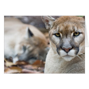Floridaanse panter