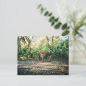 Floridaanse panter in bos briefkaart (Staand voorkant)