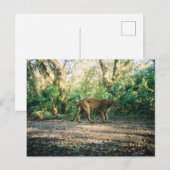 Floridaanse panter in bos briefkaart (Voorkant / Achterkant)