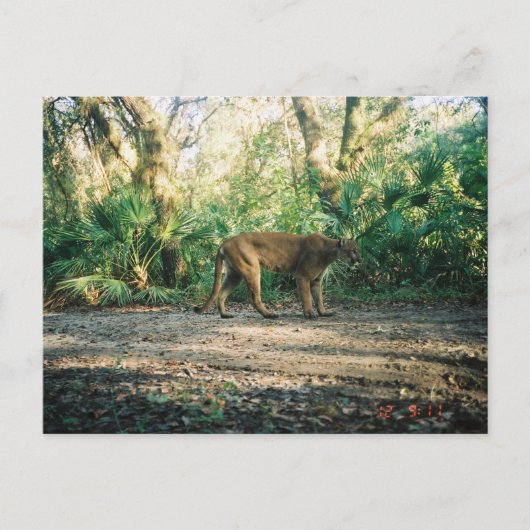 Floridaanse panter in bos briefkaart (Voorkant)