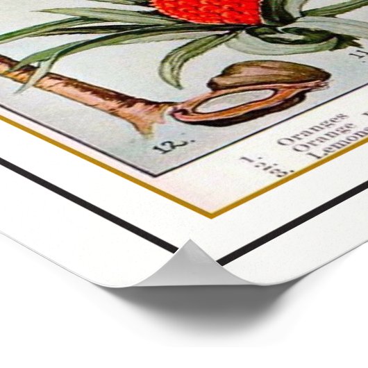 Florida's Bounty 16x20 Kaart Poster (Hoek)