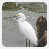 Florida's Singing Egret Vierkante Sticker (Voorkant)