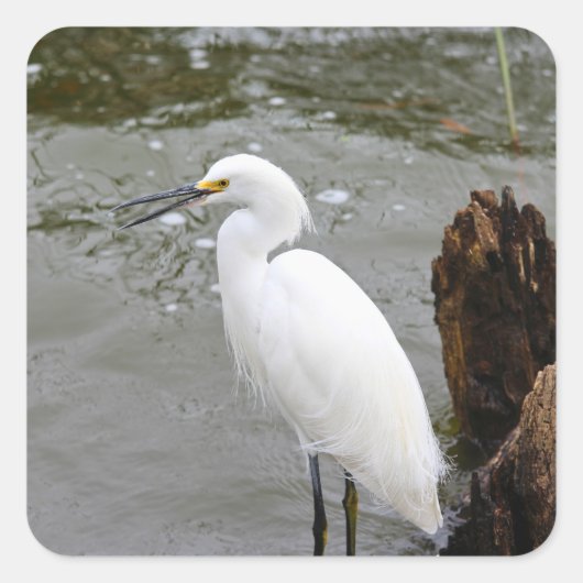 Florida's Singing Egret Vierkante Sticker (Voorkant)