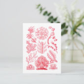 Florideae Briefkaart (Staand voorkant)