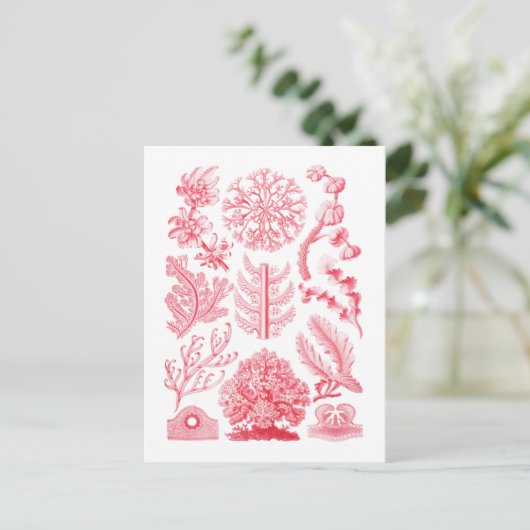 Florideae Briefkaart (Staand voorkant)