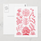 Florideae Briefkaart (Voorkant / Achterkant)