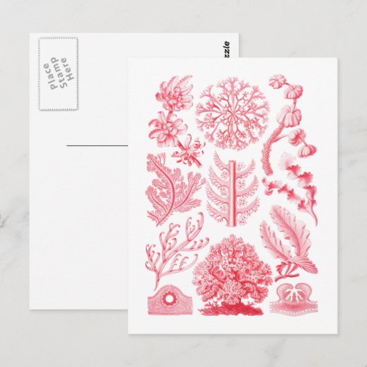 Florideae Briefkaart (Voorkant / Achterkant)