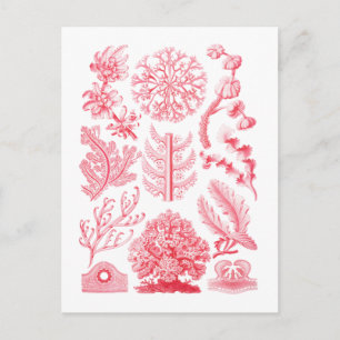 Florideae Briefkaart