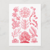 Florideae Briefkaart (Voorkant)