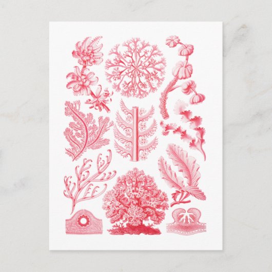 Florideae Briefkaart (Voorkant)