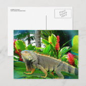Floridian Iguana BRIEFKAART (Voorkant / Achterkant)