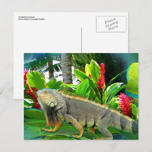 Floridian Iguana BRIEFKAART (Voorkant / Achterkant)