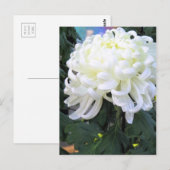 Floristisch dagblad:Briefkaart Briefkaart (Voorkant / Achterkant)