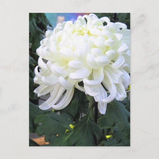 Floristisch dagblad:Briefkaart Briefkaart (Voorkant)