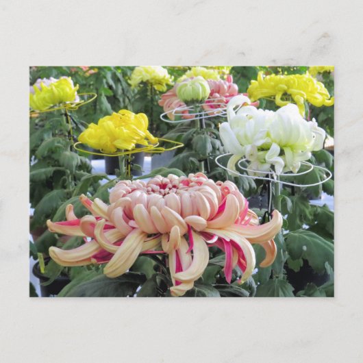 Floristisch dagblad:Briefkaart Briefkaart (Voorkant)