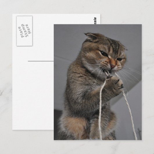 Flosscat Briefkaart (Voorkant / Achterkant)