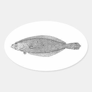 Flounder - Fluke  Illustratie Ovale Sticker