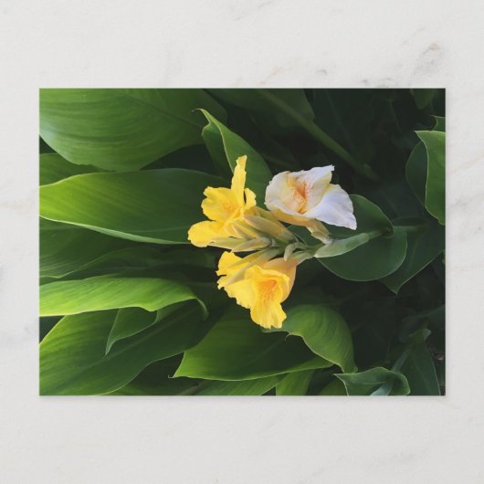 Flower Delivery Briefkaart (Voorkant)