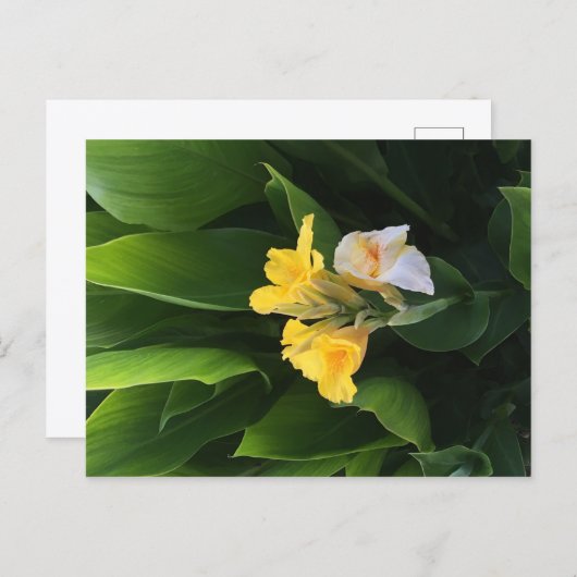 Flower Delivery Briefkaart (Voorkant / Achterkant)