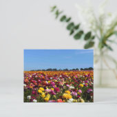 Flower fields in Californië Briefkaart (Staand voorkant)