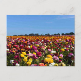 Flower fields in Californië Briefkaart