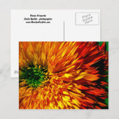 Flower Fireworks-Briefkaart Briefkaart (Voorkant / Achterkant)
