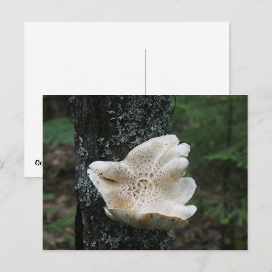 Flower Fungus Briefkaart (Voorkant / Achterkant)