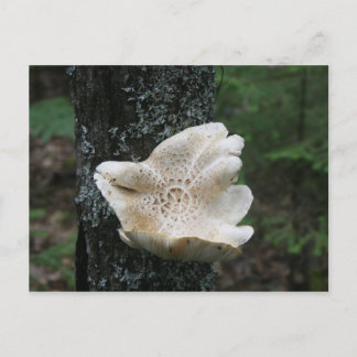 Flower Fungus Briefkaart
