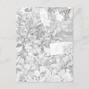 Flower Market Coloring Briefkaart