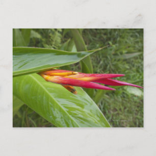 Flower, Maui, Hawaï, Verenigde Staten 2 Briefkaart