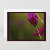 Flower Photo Postcard Feestdagenkaart (Voorkant / Achterkant)