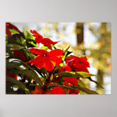 Flower Poster (Voorkant)