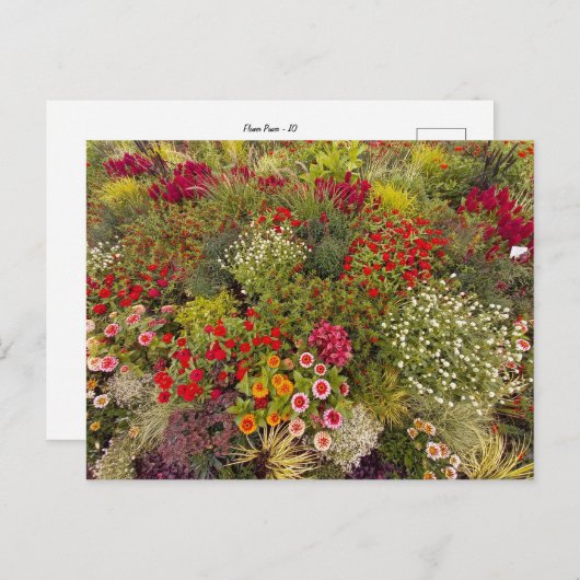 Flower Power - 10 Briefkaart (Voorkant / Achterkant)