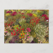 Flower Power - 10 Briefkaart (Voorkant)