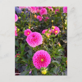 Flower Power - 12 Briefkaart