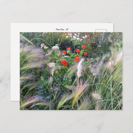 Flower Power - 13 Briefkaart (Voorkant / Achterkant)