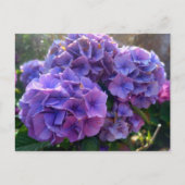 Flower Power 4 Briefkaart (Voorkant)