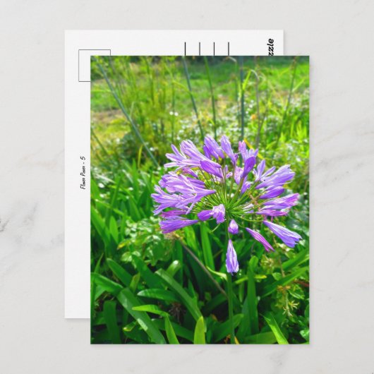 Flower Power - 5 Briefkaart (Voorkant / Achterkant)