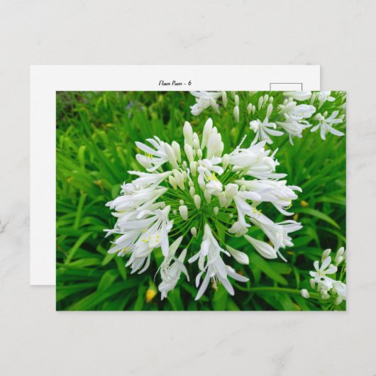 Flower Power - 6 Briefkaart (Voorkant / Achterkant)