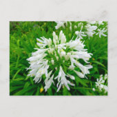 Flower Power - 6 Briefkaart (Voorkant)