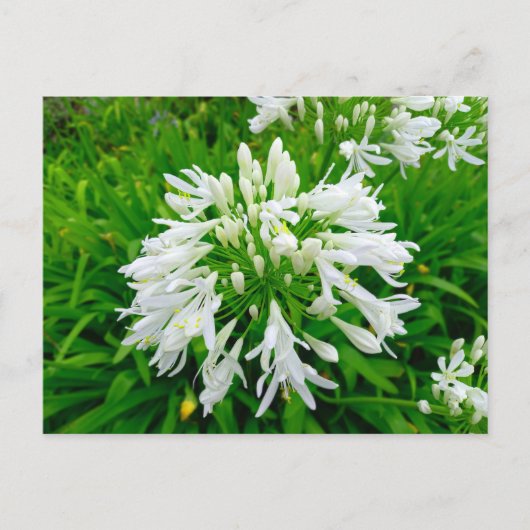 Flower Power - 6 Briefkaart (Voorkant)